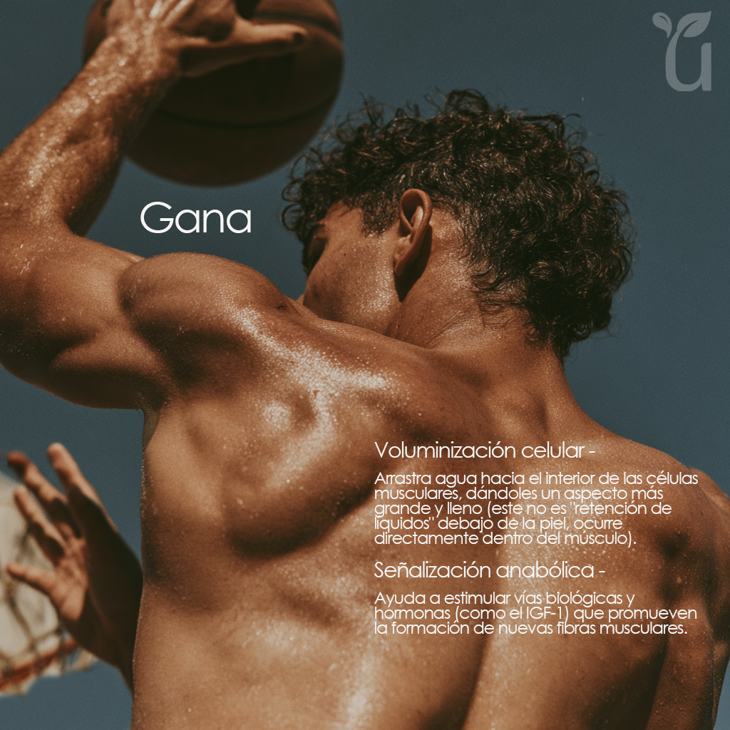 Creatine — Gana: voluminización celular y señalización anabólica