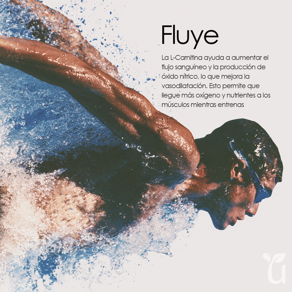 L-Carnitine — Fluye: mejora el flujo sanguíneo y la vasodilatación