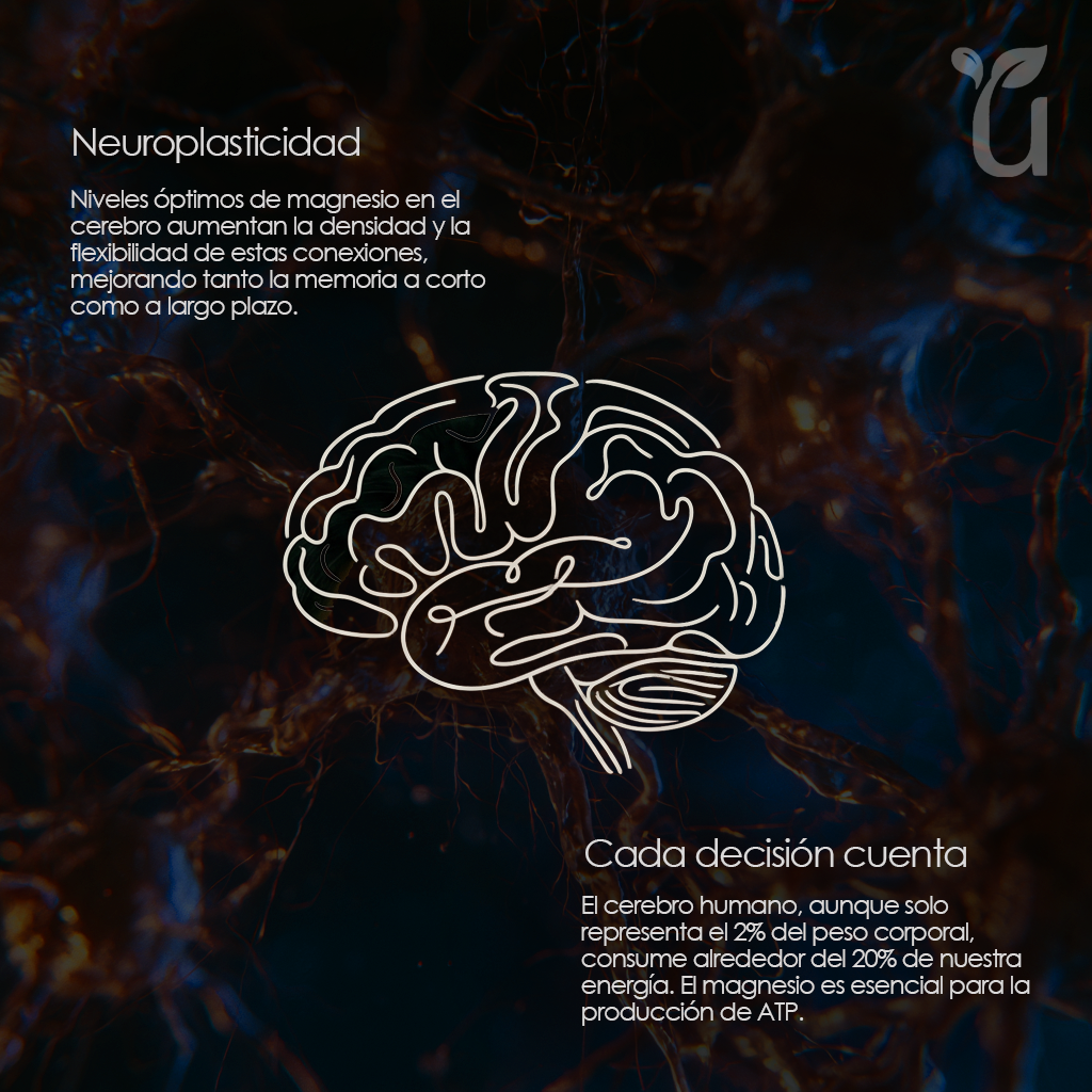 Triple Magnesium — Beneficios y acción muscular